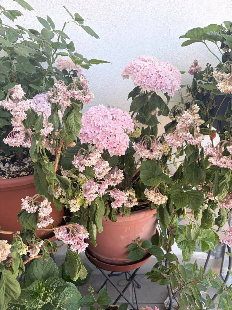 The Potting Mix Has Gone Hydrophobic