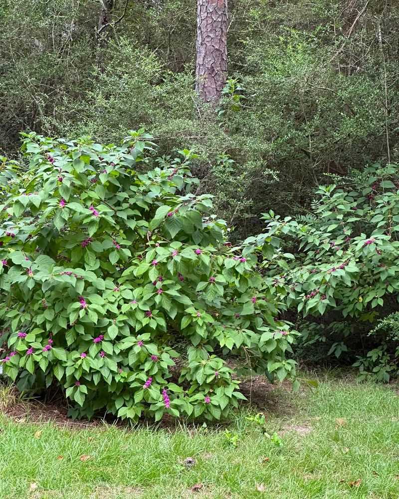 Avoid turning a useful shrub into unsafe or unsupported advice