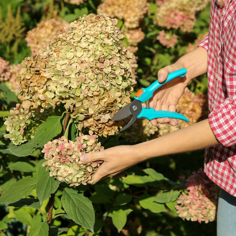 For an identified old-wood plant, keep maintenance light