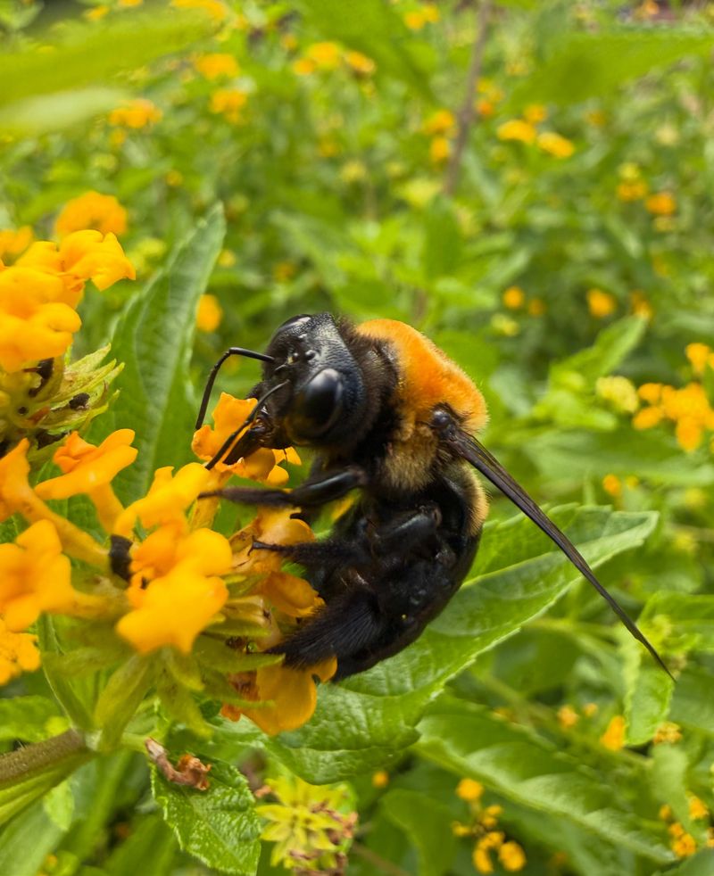 Their pollination role matters, but it has limits