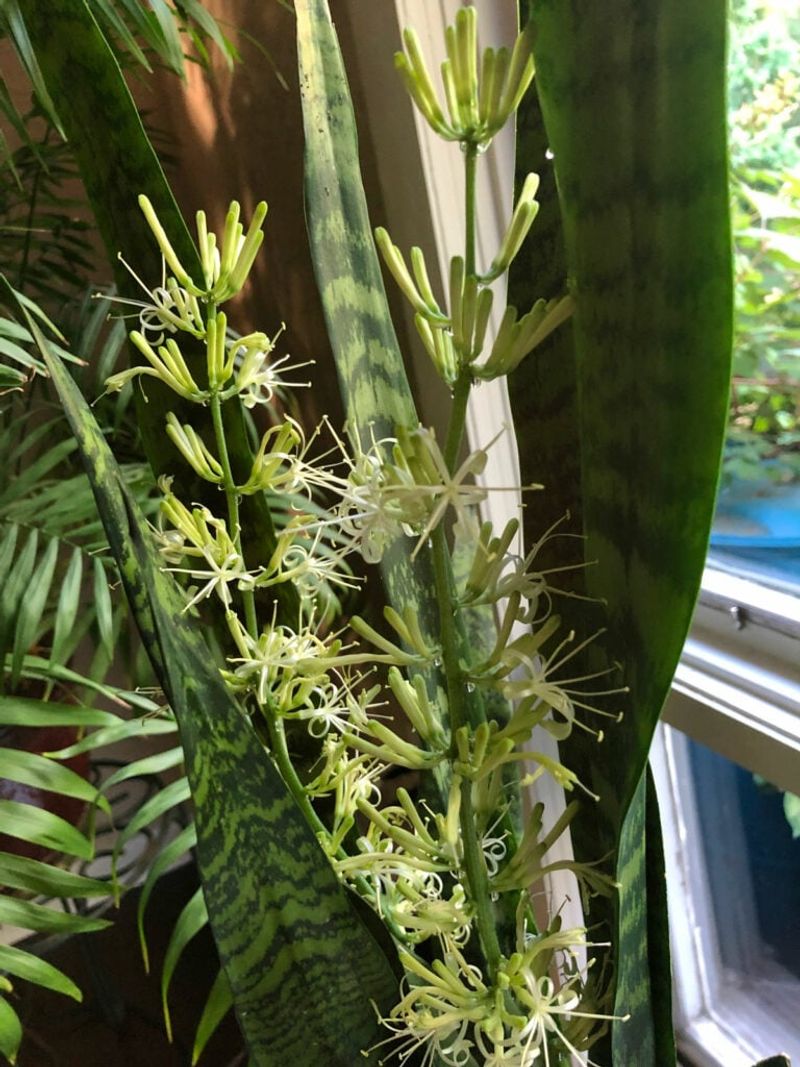 No, the snake plant is not blooming itself to death