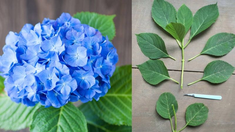Softwood cuttings need tender, nonflowering growth