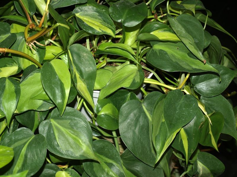 Philodendron