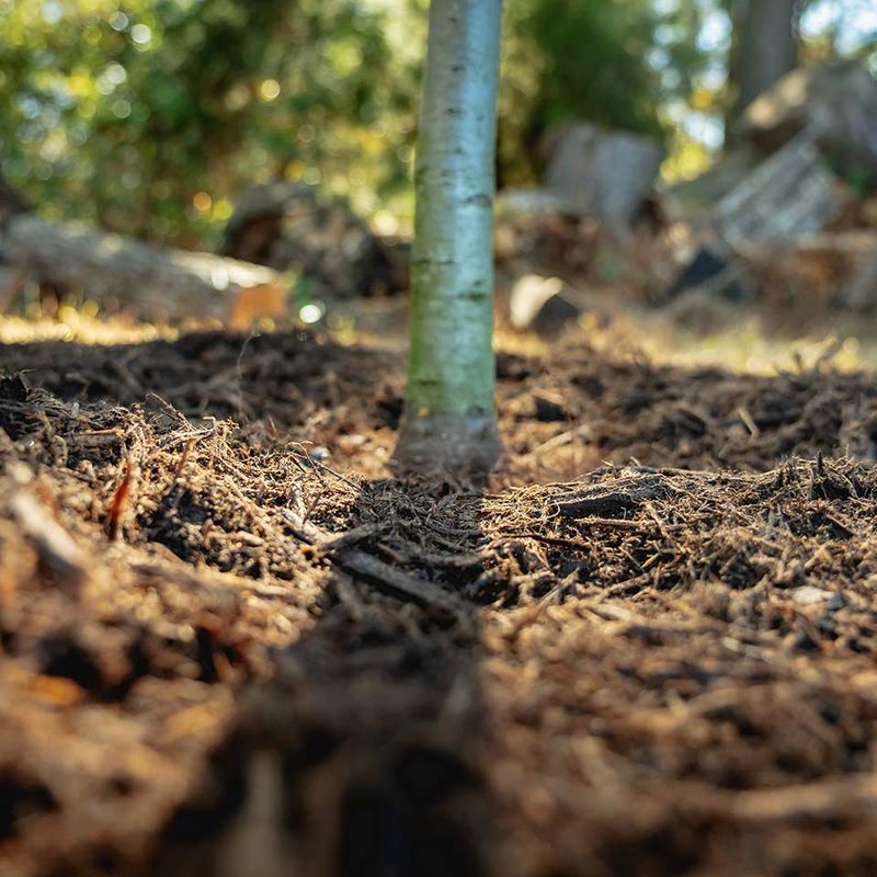 Correct planting and patient aftercare improve the odds