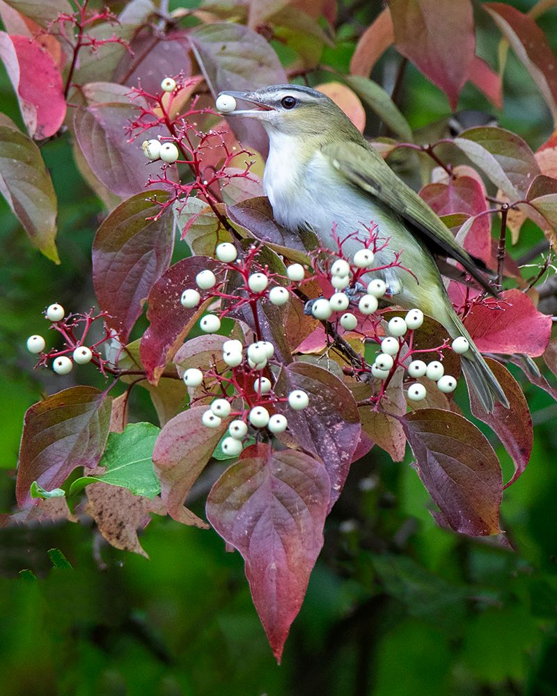 Gray Dogwood