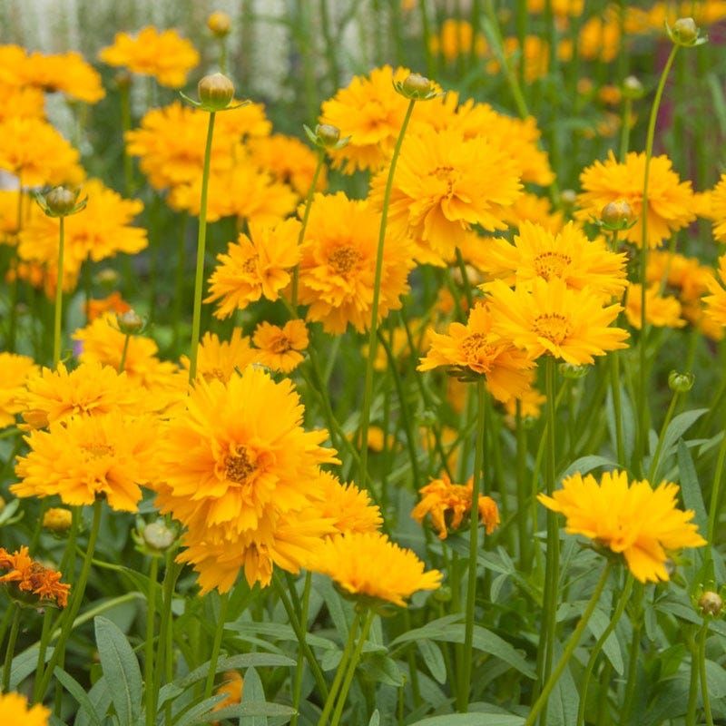 Coreopsis (Tickseed)