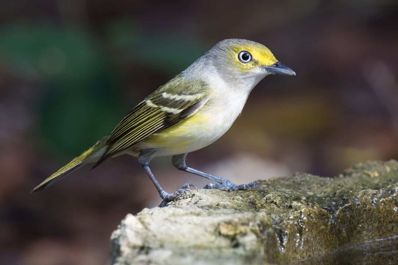 A Texas vireo study found higher nest survival with ant exclusion