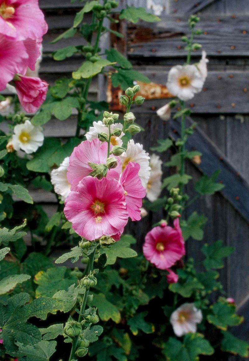 Is there still time to sow?