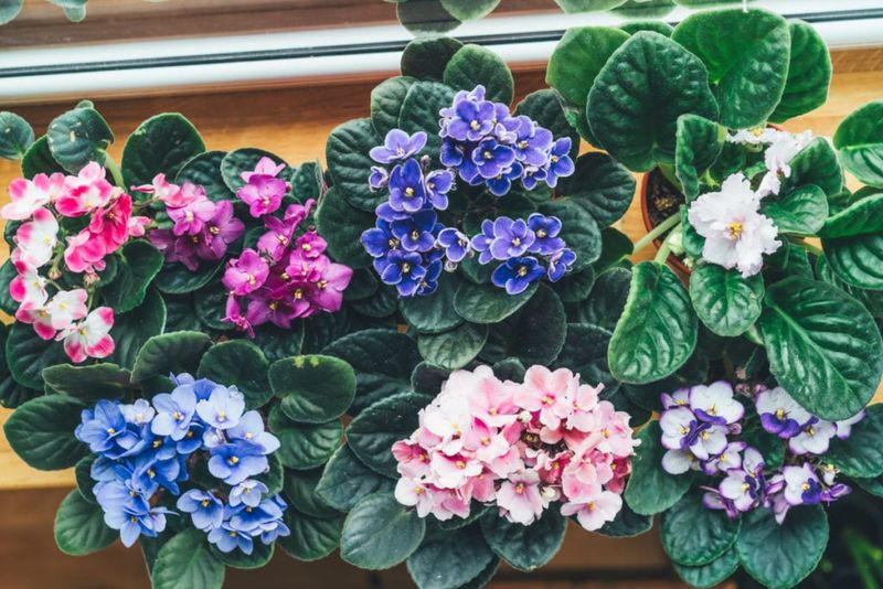 Feed With a Bloom-Friendly Fertilizer