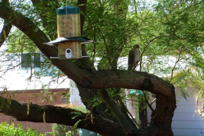 If you keep feeding, reduce hazards around the feeder