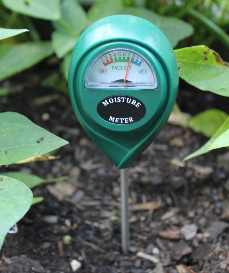 Water Consistently, But Avoid Overwatering