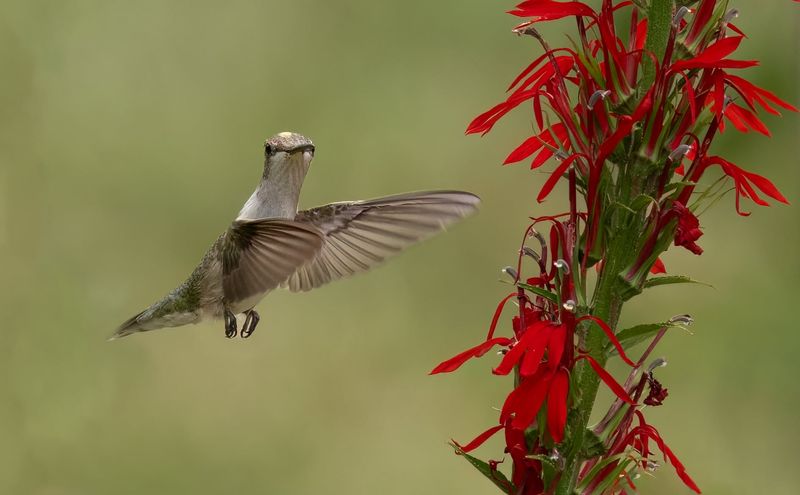 Cardinal Flower (Lobelia cardinalis)