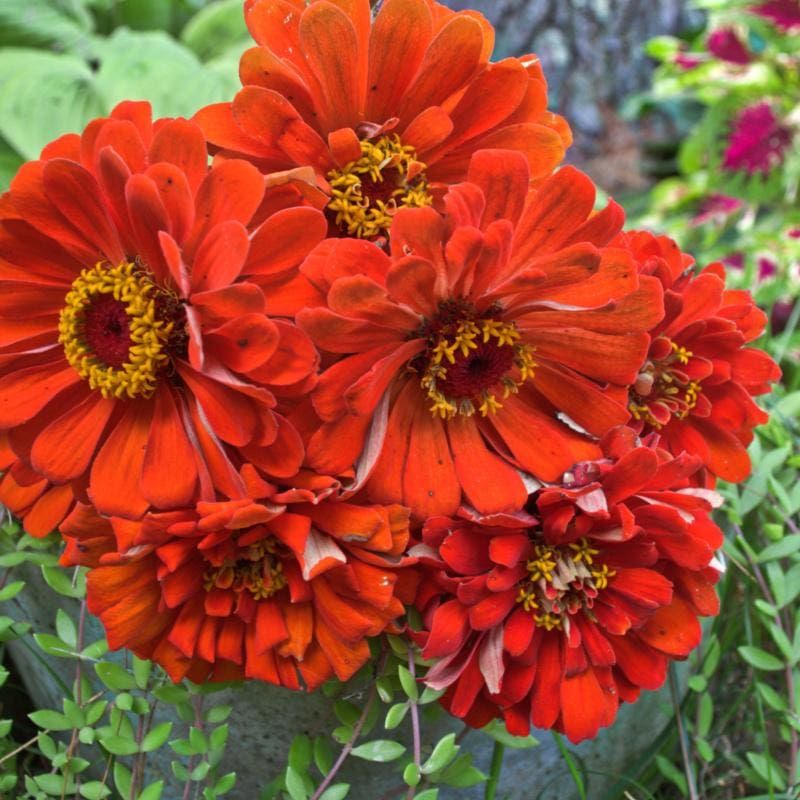Zinnia 'Orange King'