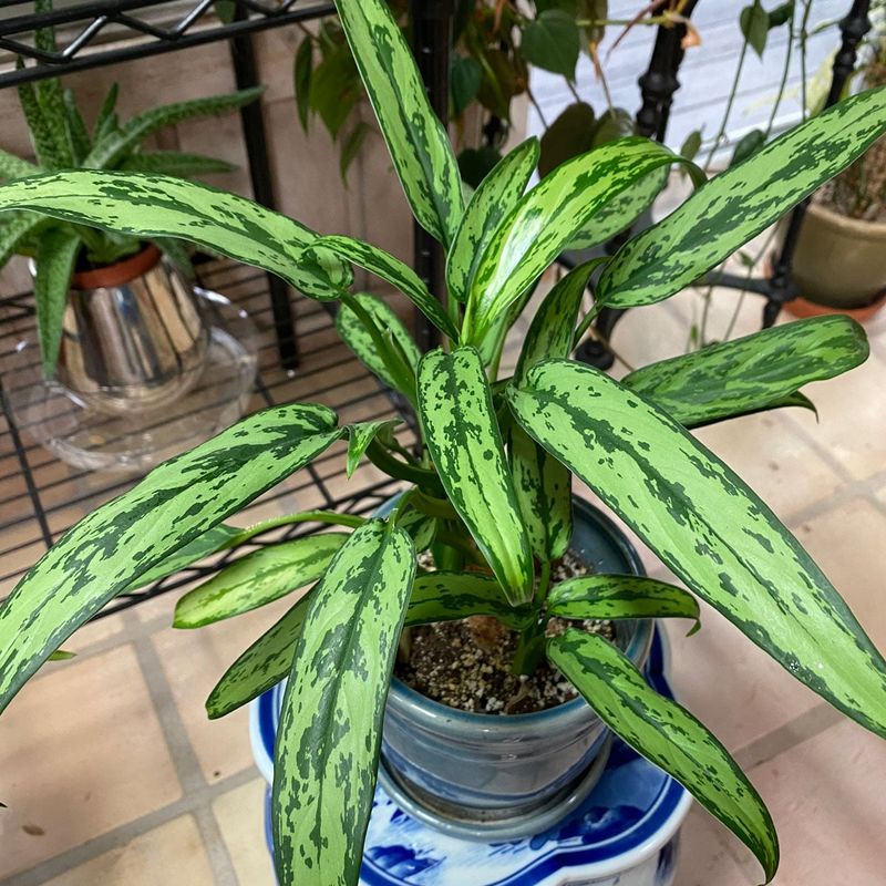Chinese Evergreen