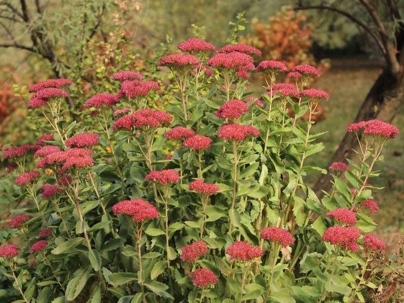 Sedum Autumn Joy