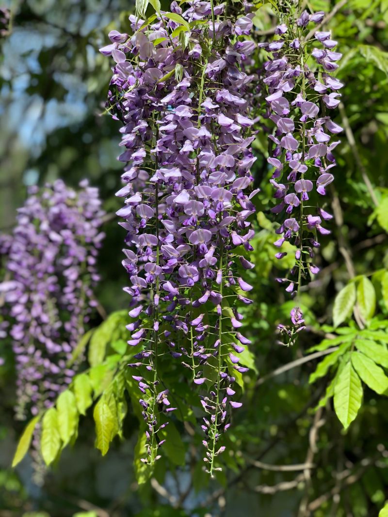 Chinese and Japanese Wisteria