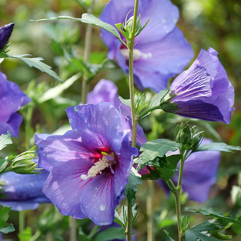 Rose of Sharon