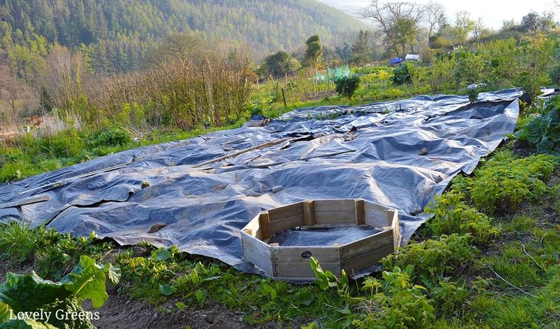 Smothering With Cardboard or a Tarp