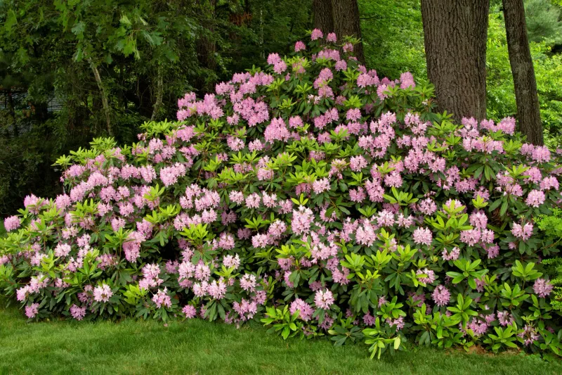 Rhododendron