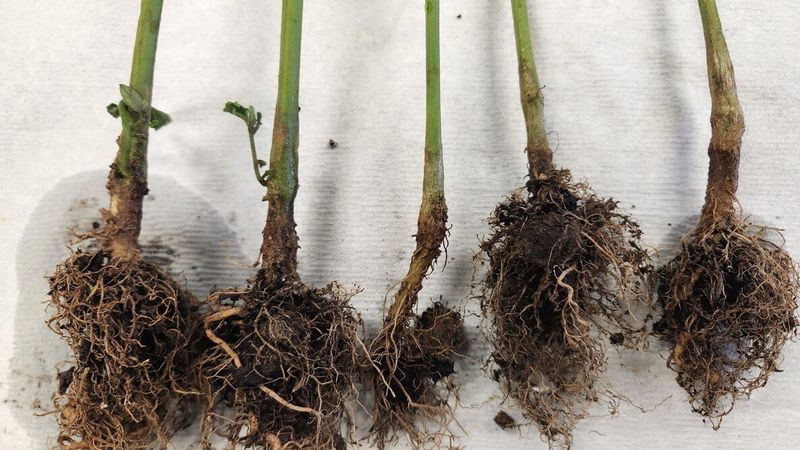 Leading to Root Damage