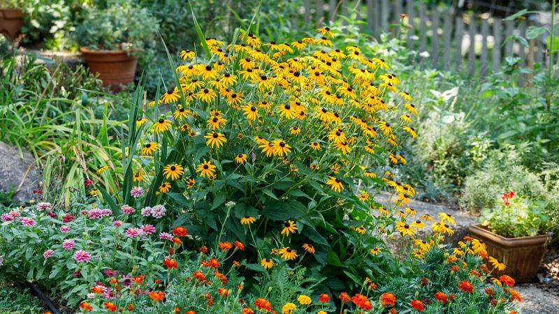 Design around height and rhizomatous spread