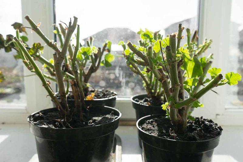 Pot up the whole plant for a straightforward start