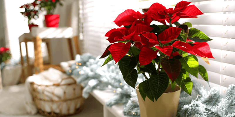 Poinsettia