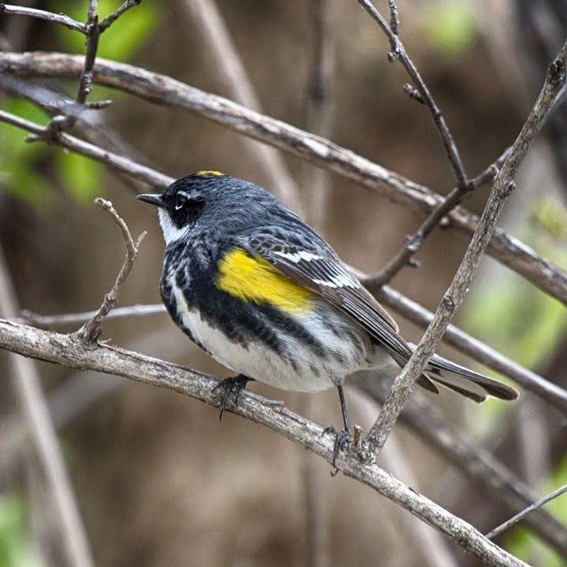 Northern Bayberry