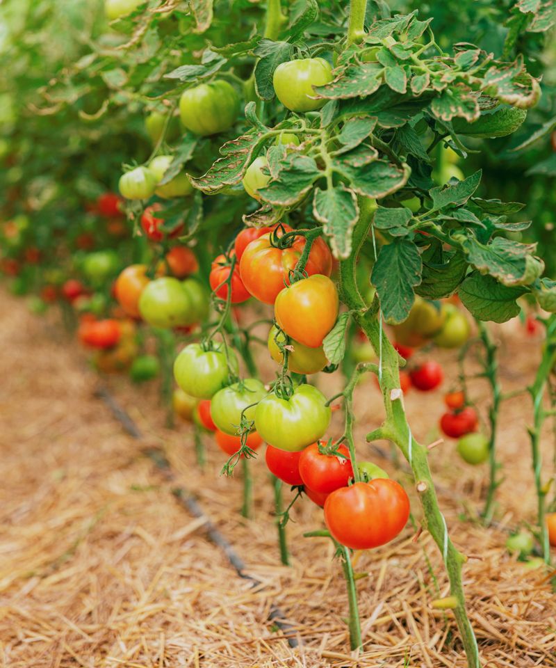 Steady soil moisture is the practical fix