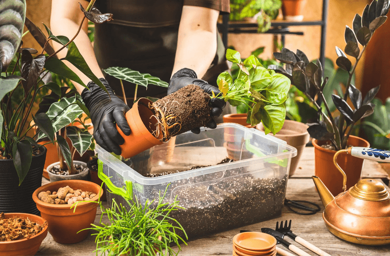 Use the Whole Plant—not the Number of Babies—to Decide
