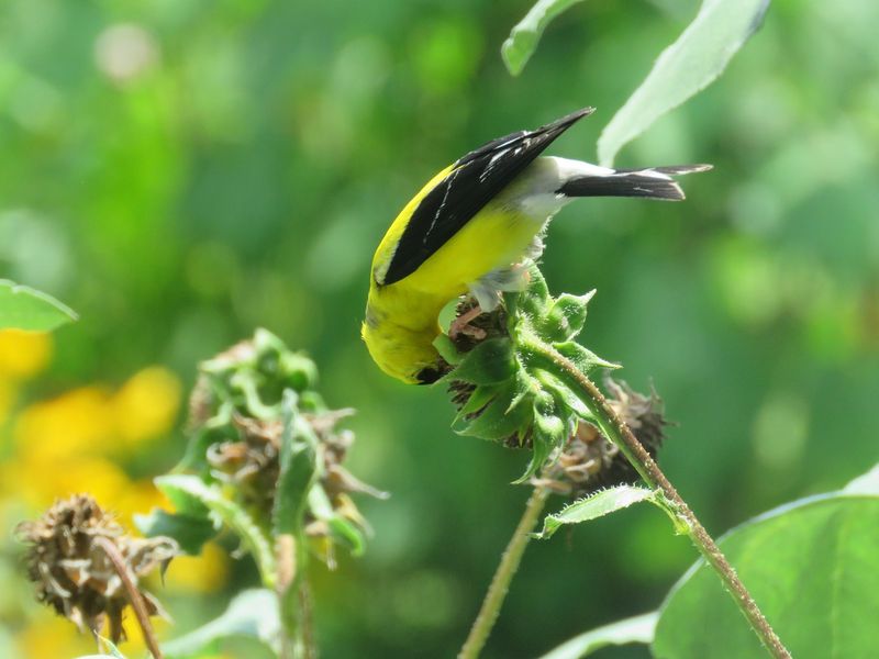 Provides a Seed Source for Valued Finches, Including Goldfinches