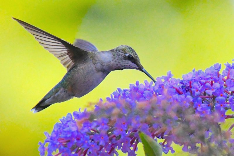 Buddleia (Butterfly Bush)