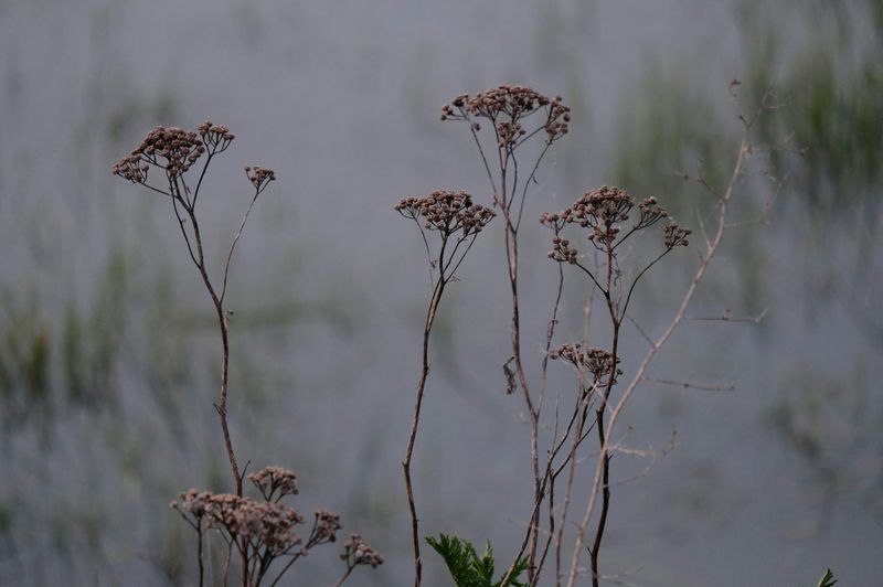 Yarrow (Achillea)