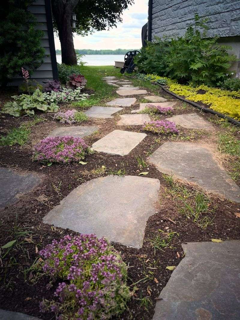 Creeping Thyme (Thymus serpyllum)