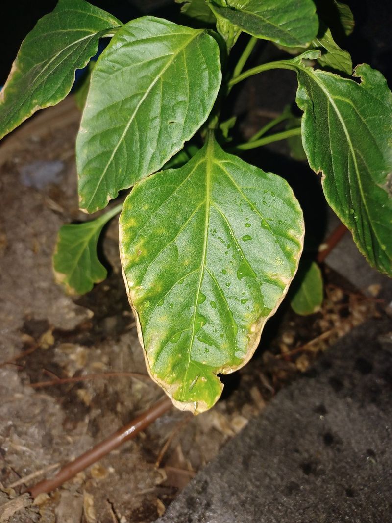 Feed Along the Edges for Potassium Repair