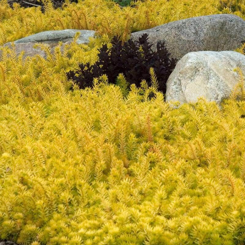 Sedum (Stonecrop)