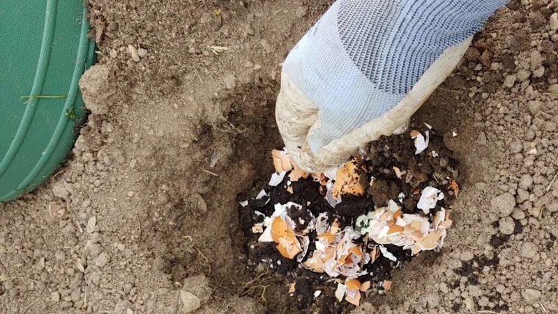 Crushed Eggshells