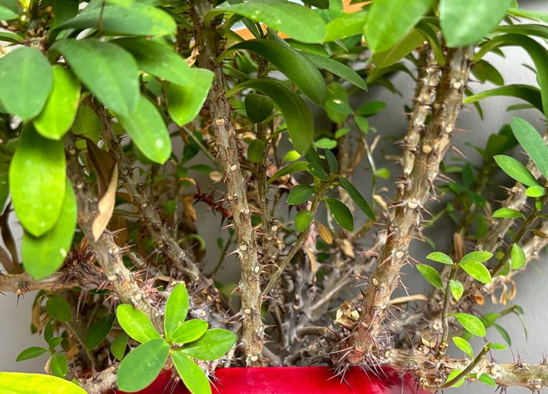 Crown of Thorns (Euphorbia millii)
