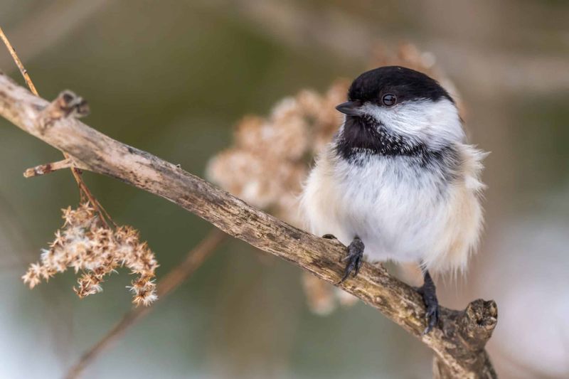 Chickadees