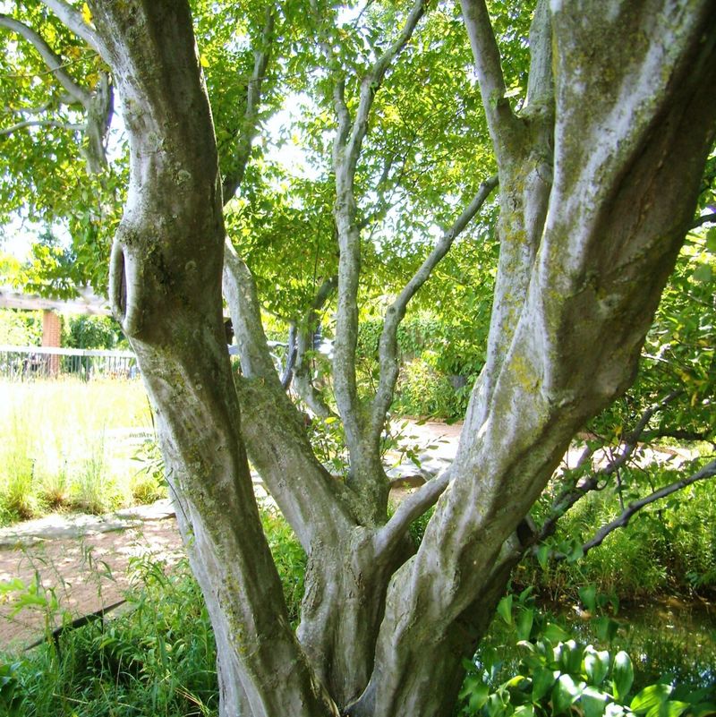 American Hornbeam (Carpinus caroliniana)