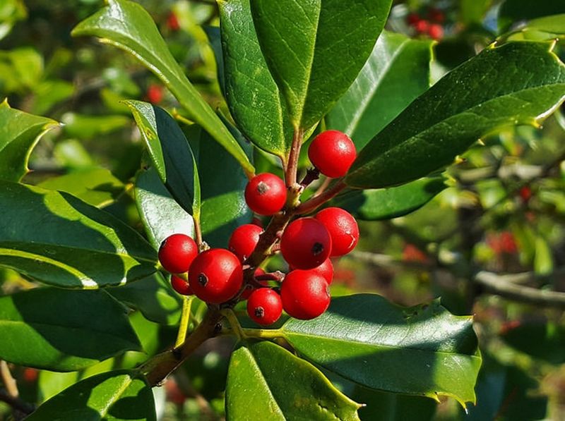 American Holly (Ilex opaca)