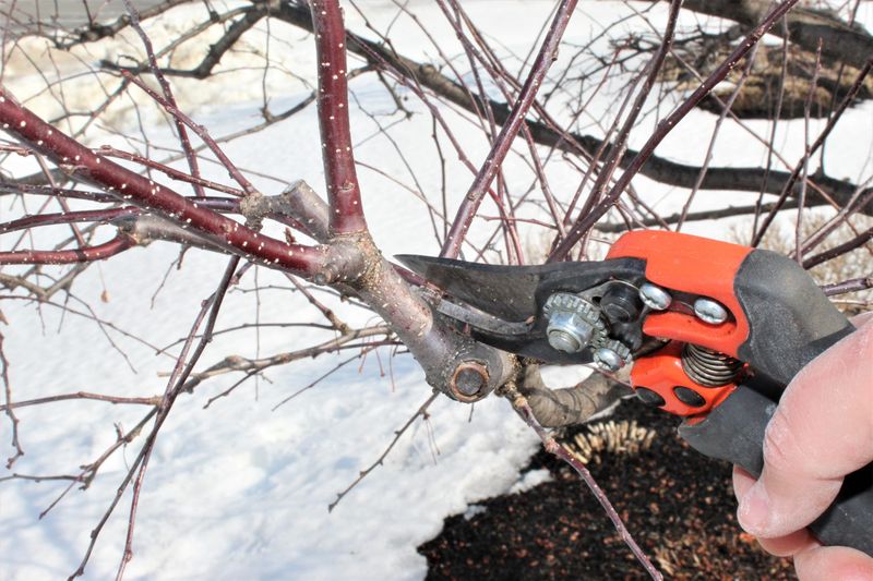 Cutting Too Early in Winter