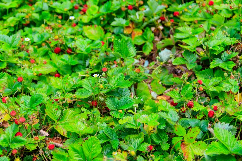 Wild Strawberry (Fragaria virginiana)
