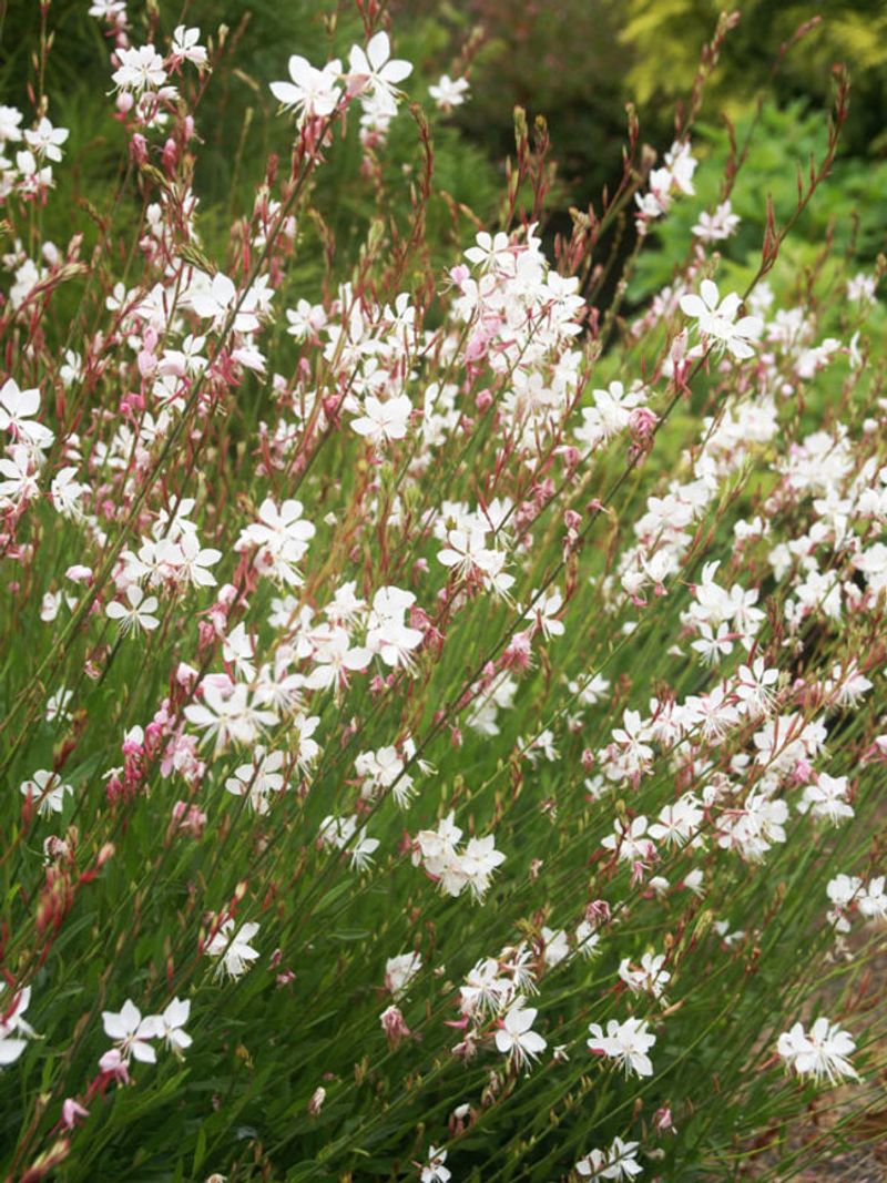 Gaura lindheimeri (Whirling Butterflies)