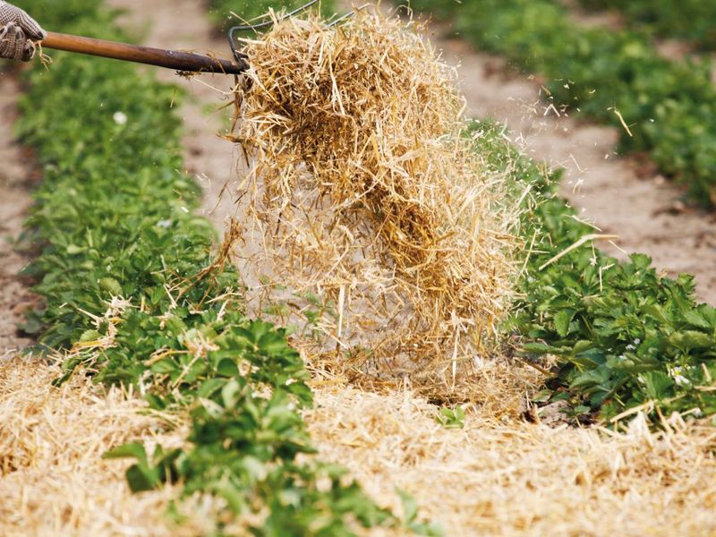 Rake winter cover back as spring growth resumes