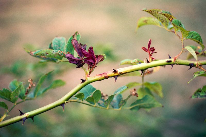 When watering is the wrong diagnosis