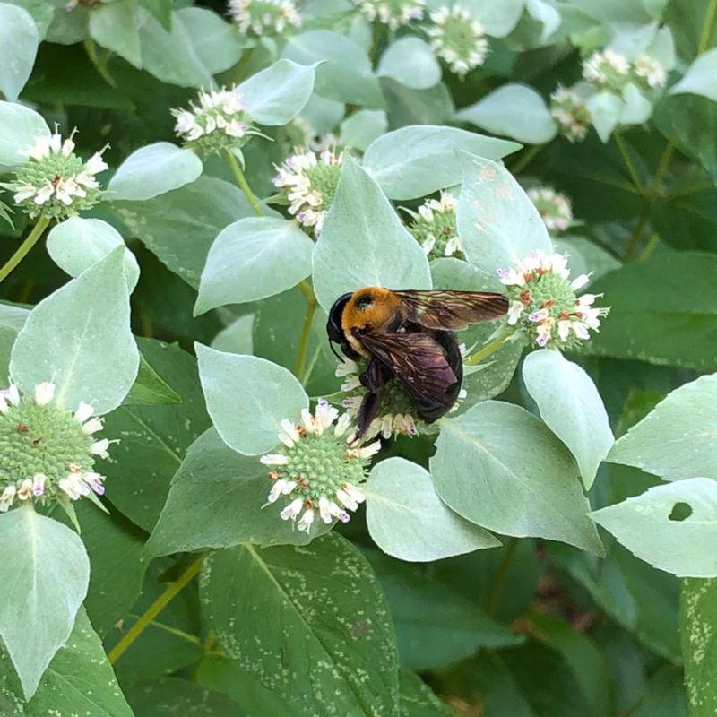 Give a spreading native herb a boundary