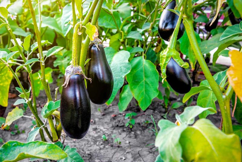 Eggplant