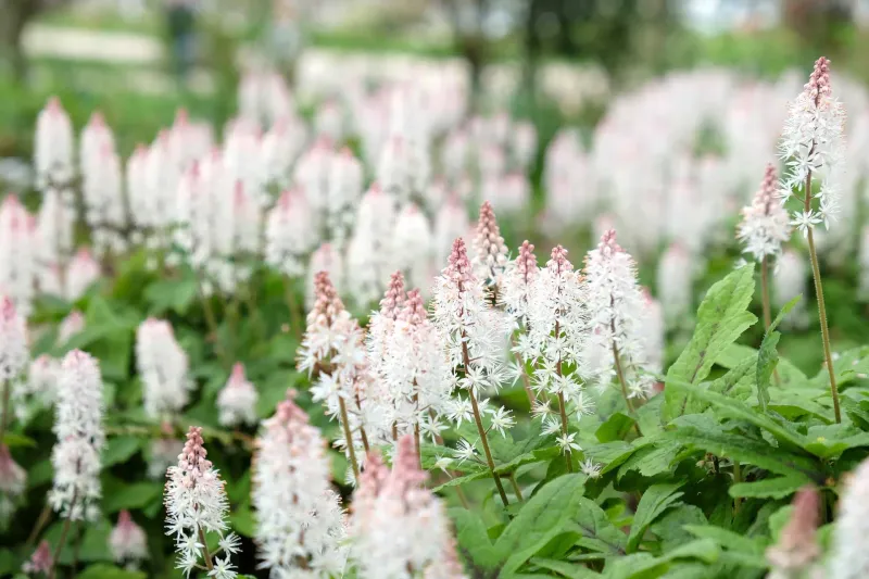 Foamflower