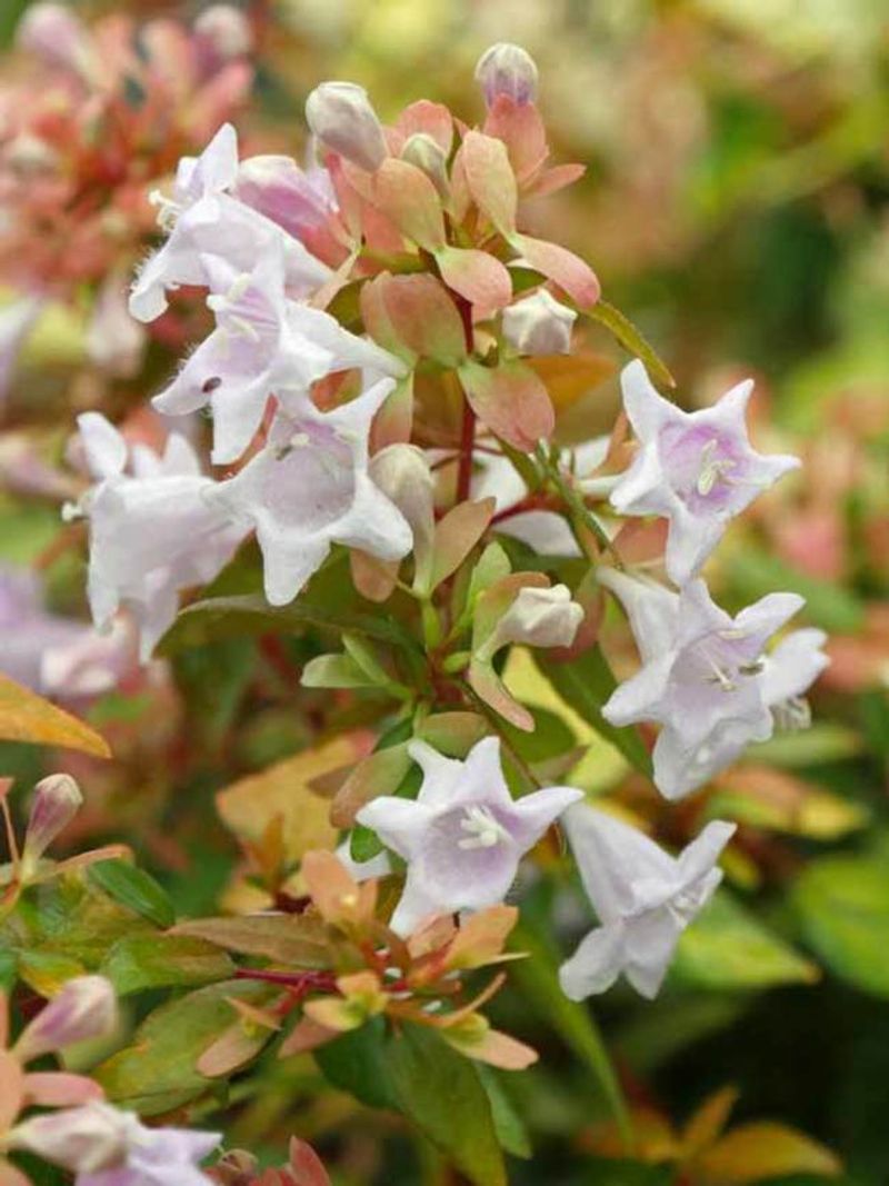 Abelia